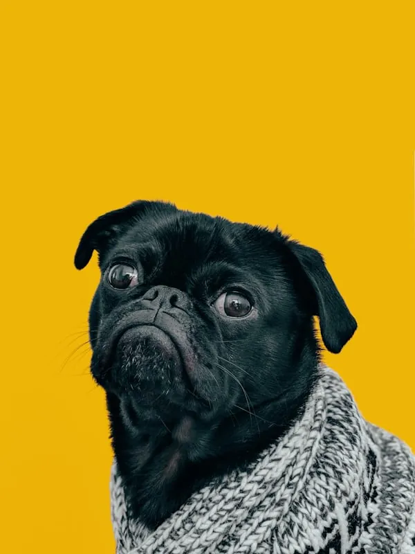 Raw Pet Co